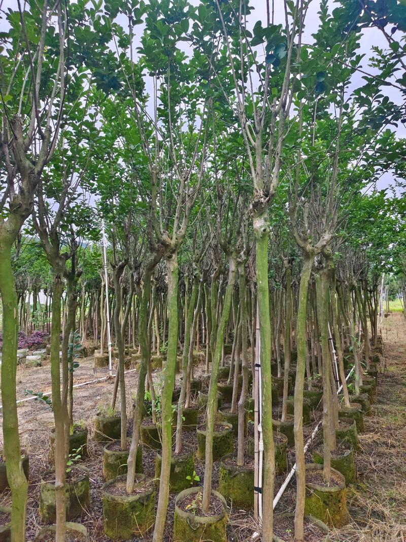 绿化苗木：城市绿色脉络的构筑者