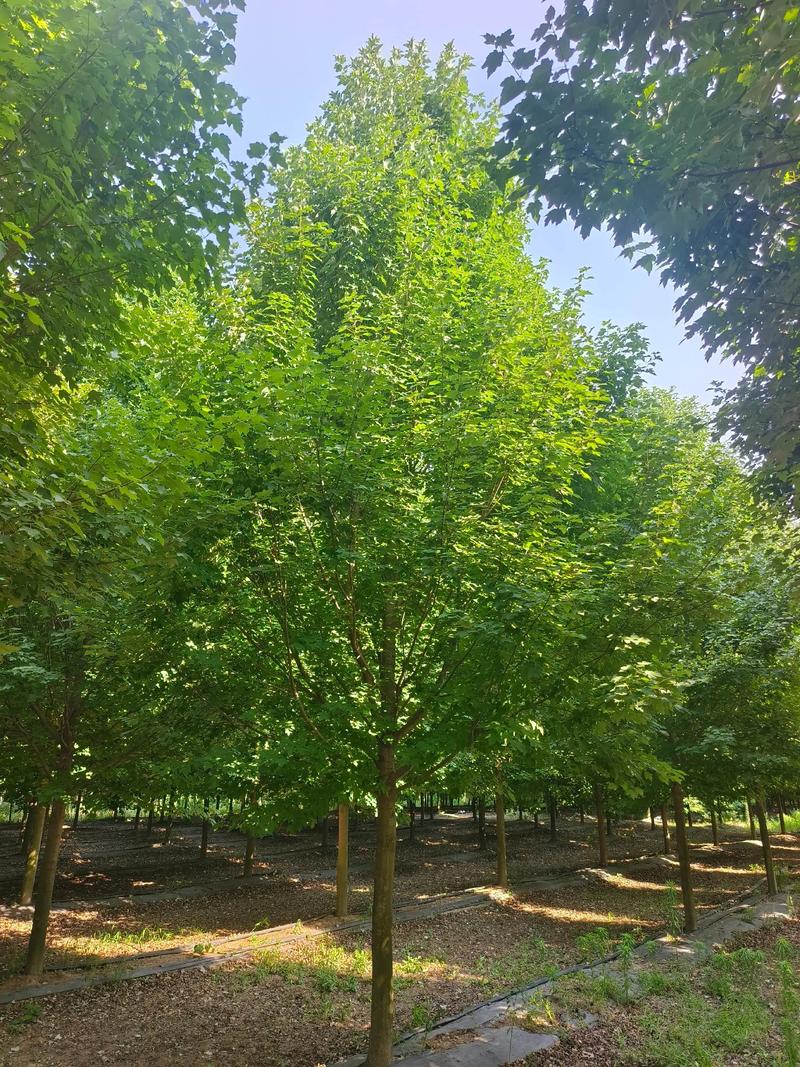 苗木种植：城市绿肺的守护者
