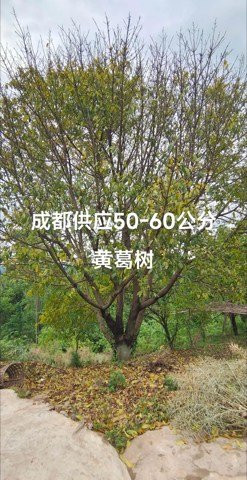 园林之眸：探索苗木基地的绿意与生机