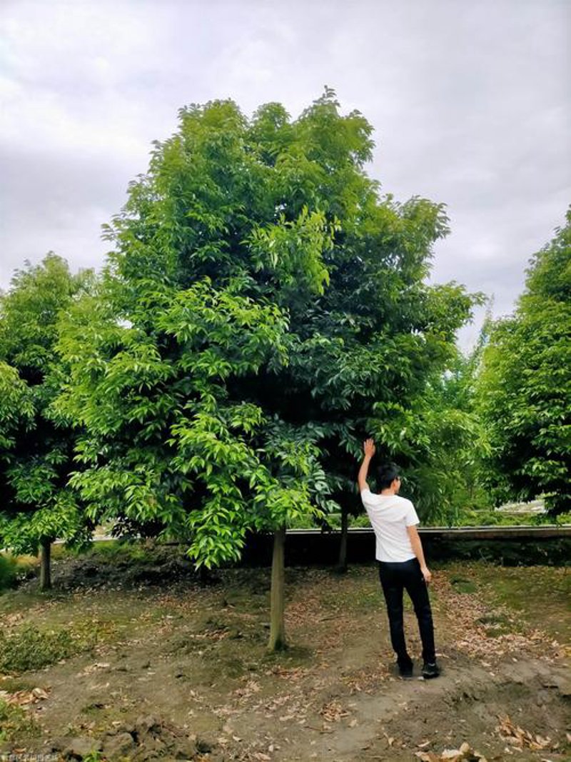 选购苗木种植指南